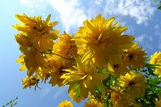 88 Giallo splendente verso l'azzurro del cielo